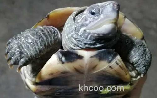 乌龟_2