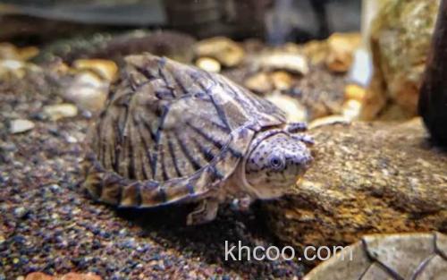 养龟_3