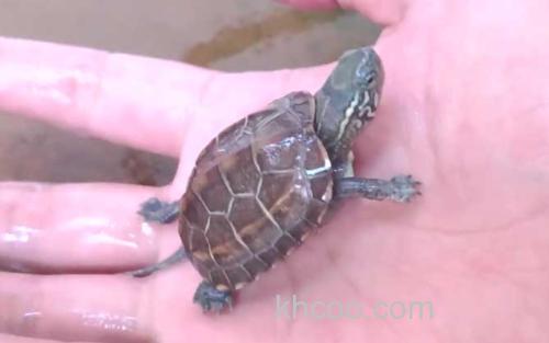 乌龟_1