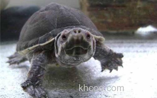 乌龟_1