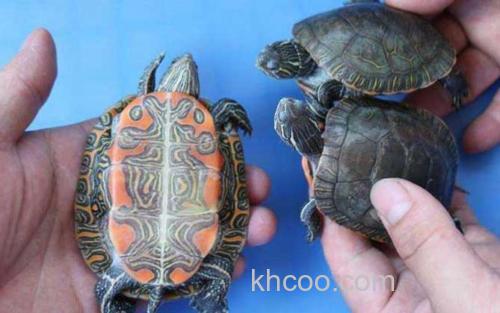 小乌龟_2