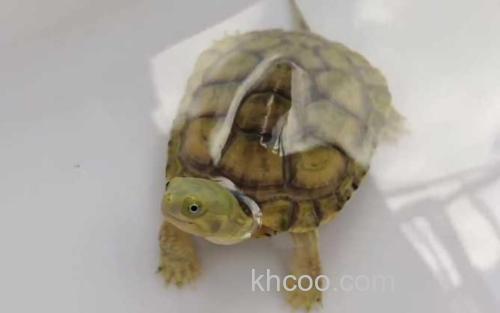 黄喉拟水龟_0