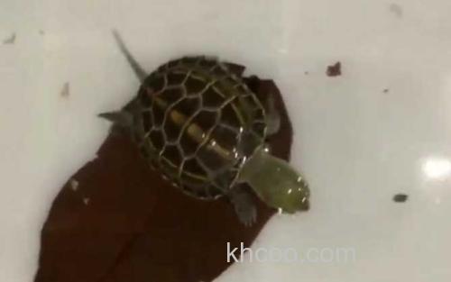 乌龟_2
