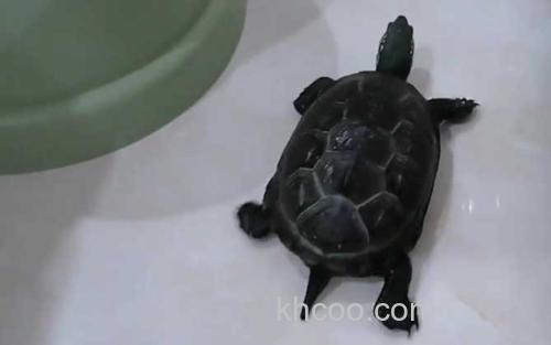 乌龟_0