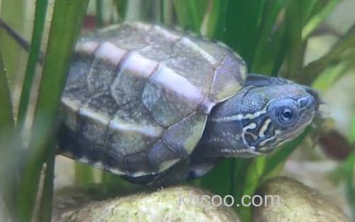 乌龟_0
