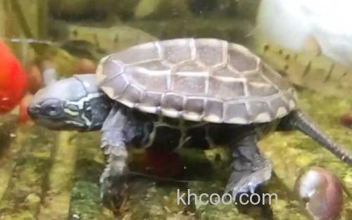 乌龟_2