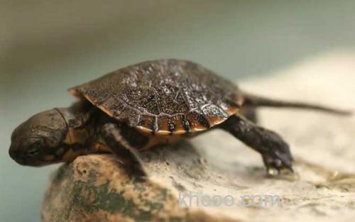 小乌龟_3