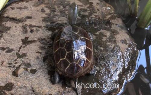 乌龟_2