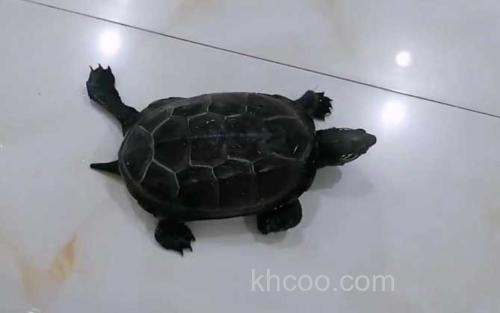 乌龟_1