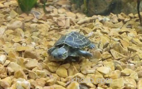 乌龟_0