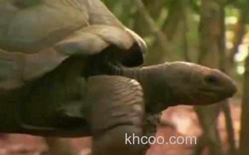 亚达伯拉象龟_1