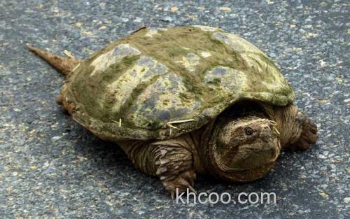 大鳄龟_2