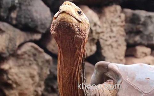 加拉帕戈斯象龟_0