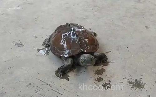 中华草龟_1