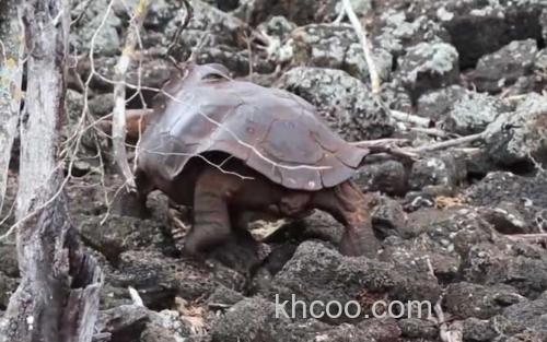 加拉帕戈斯象龟_2