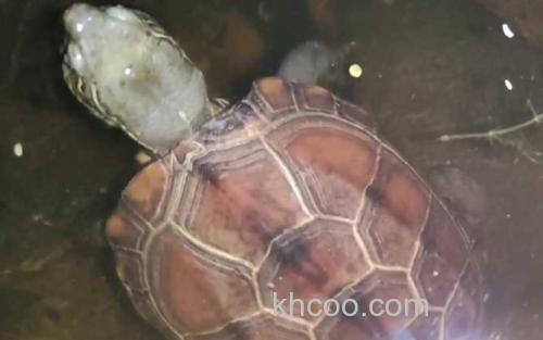 乌龟_2