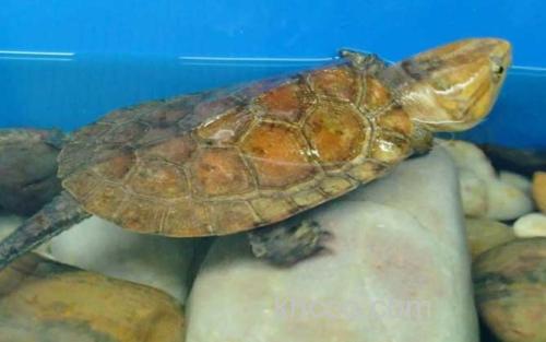 平胸龟_6