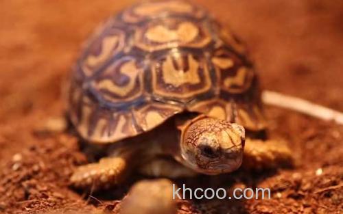 乌龟_1