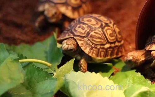 乌龟_1