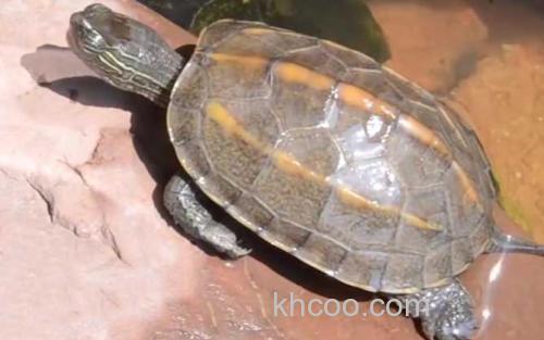 乌龟_2
