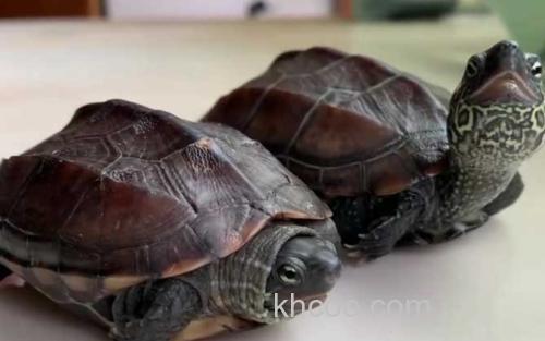 乌龟_1