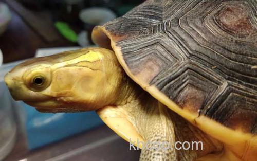 黄缘闭壳龟_1