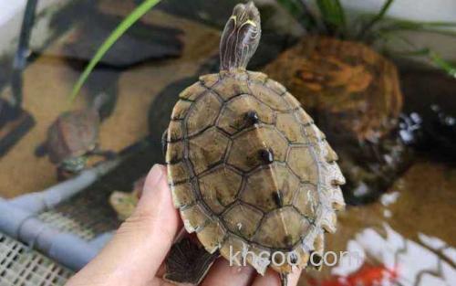 乌龟_0