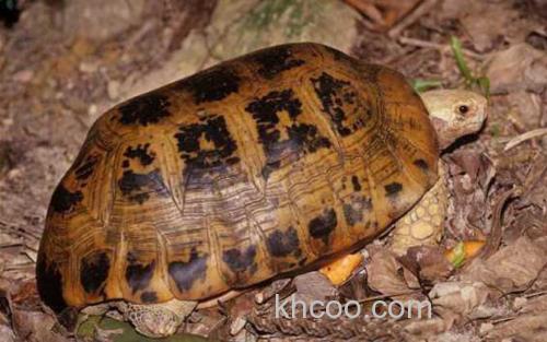 缅甸陆龟_0
