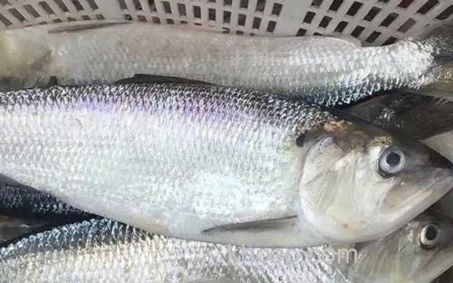 鲥鱼_0