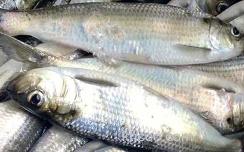 鲥鱼_2