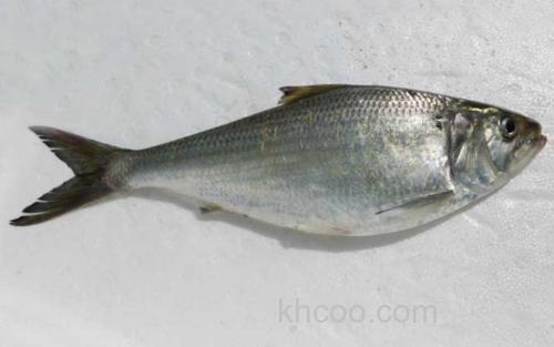 鲥鱼_2
