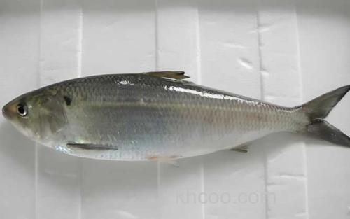 鲥鱼_2