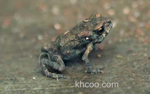 黑眶蟾蜍_2