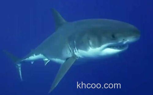 鲨鱼_3