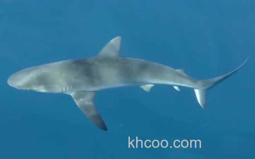 灰鲭鲨_4