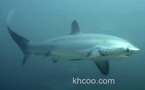 鲨鱼_0