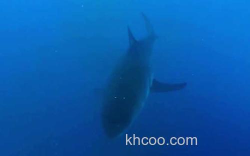 鲨鱼_1