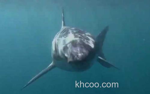 噬人鲨_0