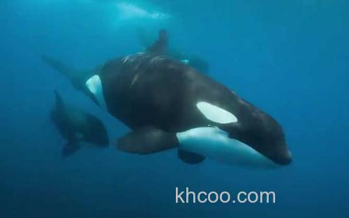 鲸鱼_1