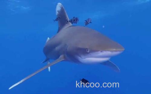 鲨鱼_0