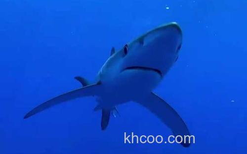 鲨鱼_2