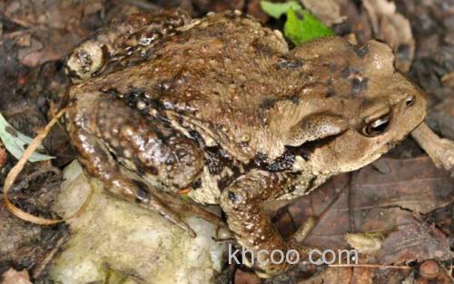 中华蟾蜍_0