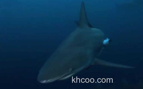 侧条真鲨_5