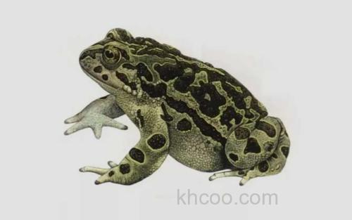 花背蟾蜍_2