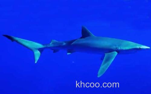 大青鲨_0