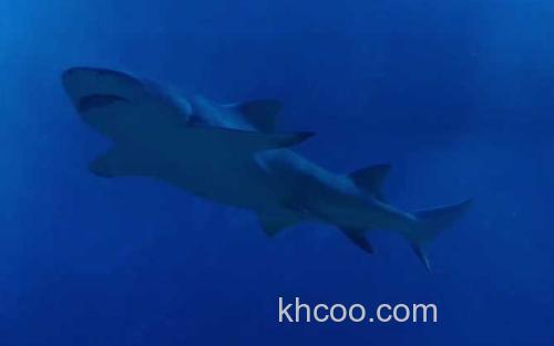 鲨鱼_0