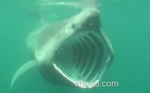 姥鲨_3