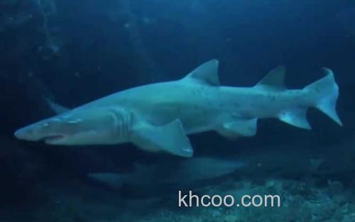 鲨鱼_2