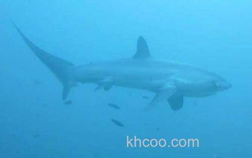 鲨鱼_2