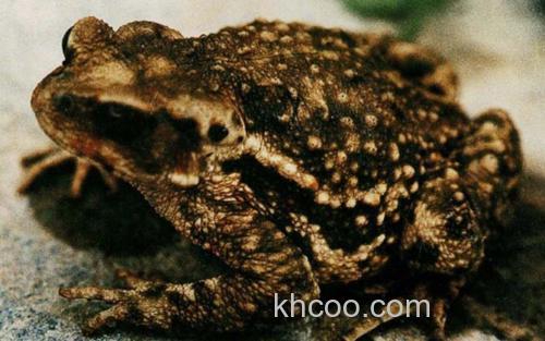 圆疣蟾蜍_6